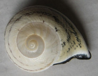 Rhynchotrochus kubaryi 3) O. F. von Möllendorff, 1895